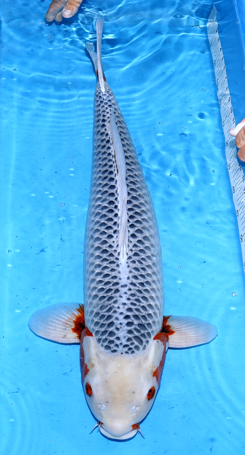 Asagi Otsuka cm 74cm Gosai Female koiAqua.de