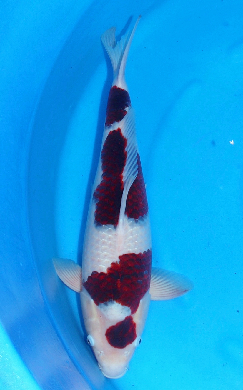 Budo Goromo Hosokai 55cm Sansai Female 1 Platz All Japan Show 2020